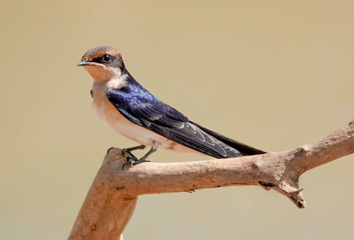 Wire-tailed Swallow - ML646510549