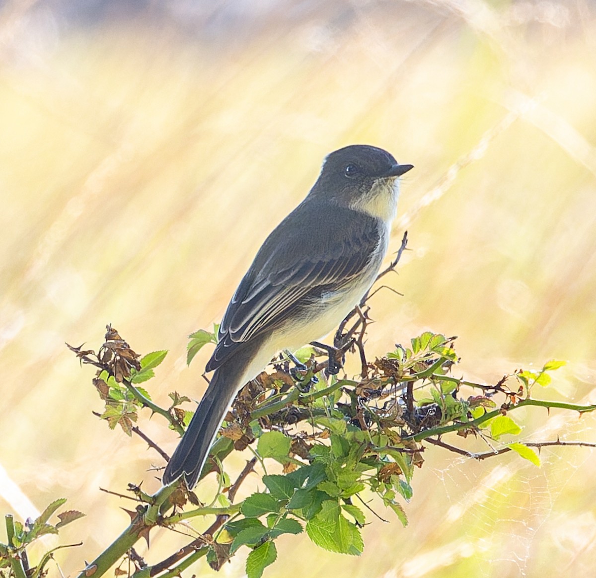 Eastern Phoebe - ML646510551