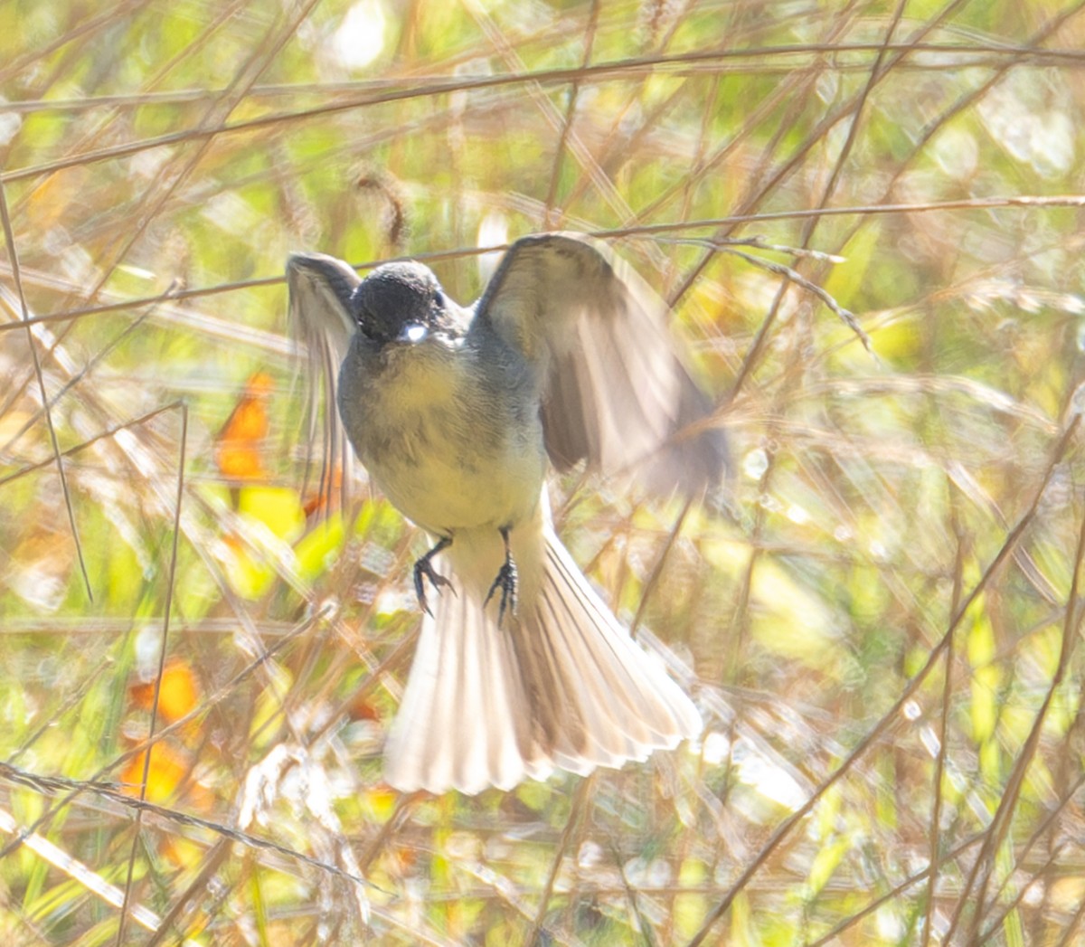 Eastern Phoebe - ML646510552