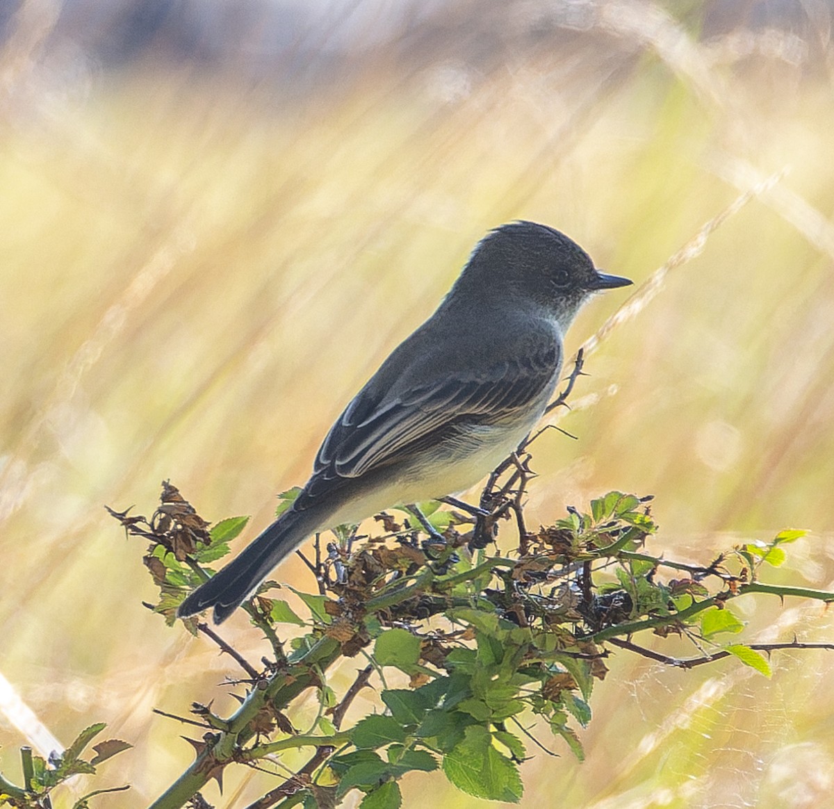 Eastern Phoebe - ML646510553