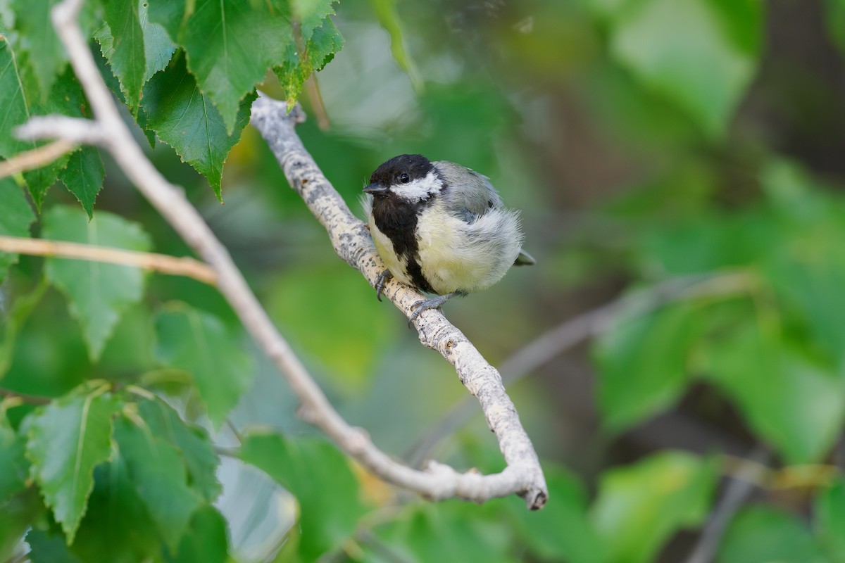 Great Tit - ML646510554