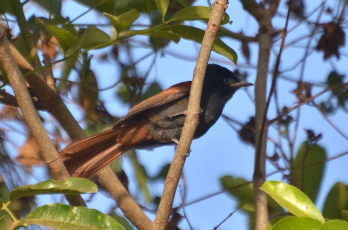 חטפית גן-עדן אפריקנית - ML646510555