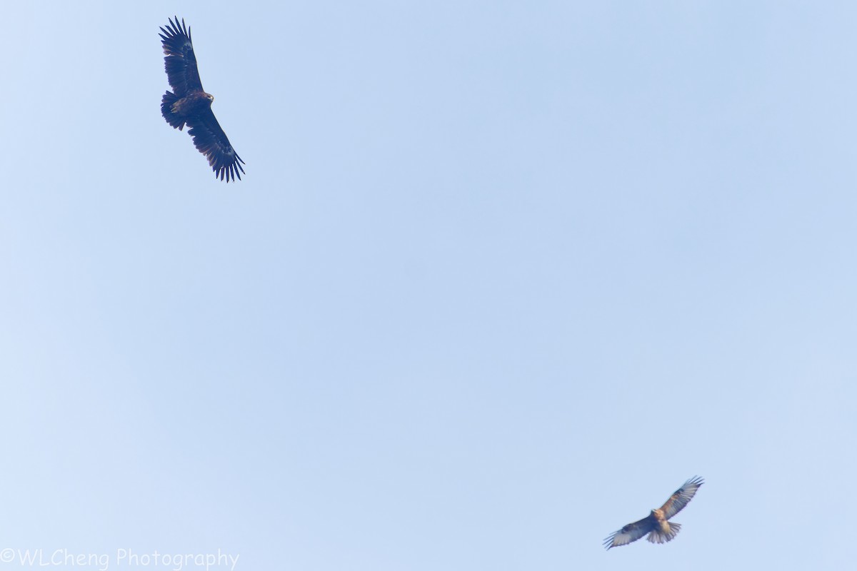 Бор бүргэд - ML646510562