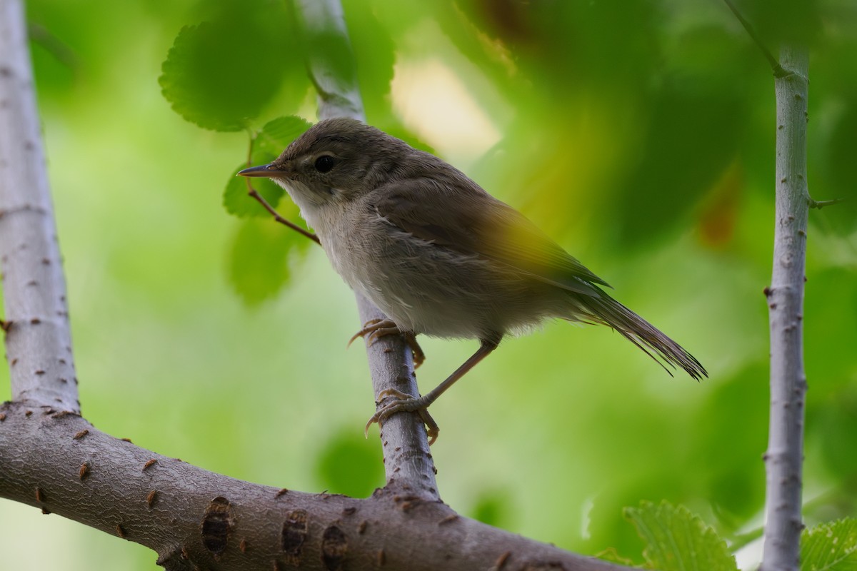Blyth's Reed Warbler - ML646510563