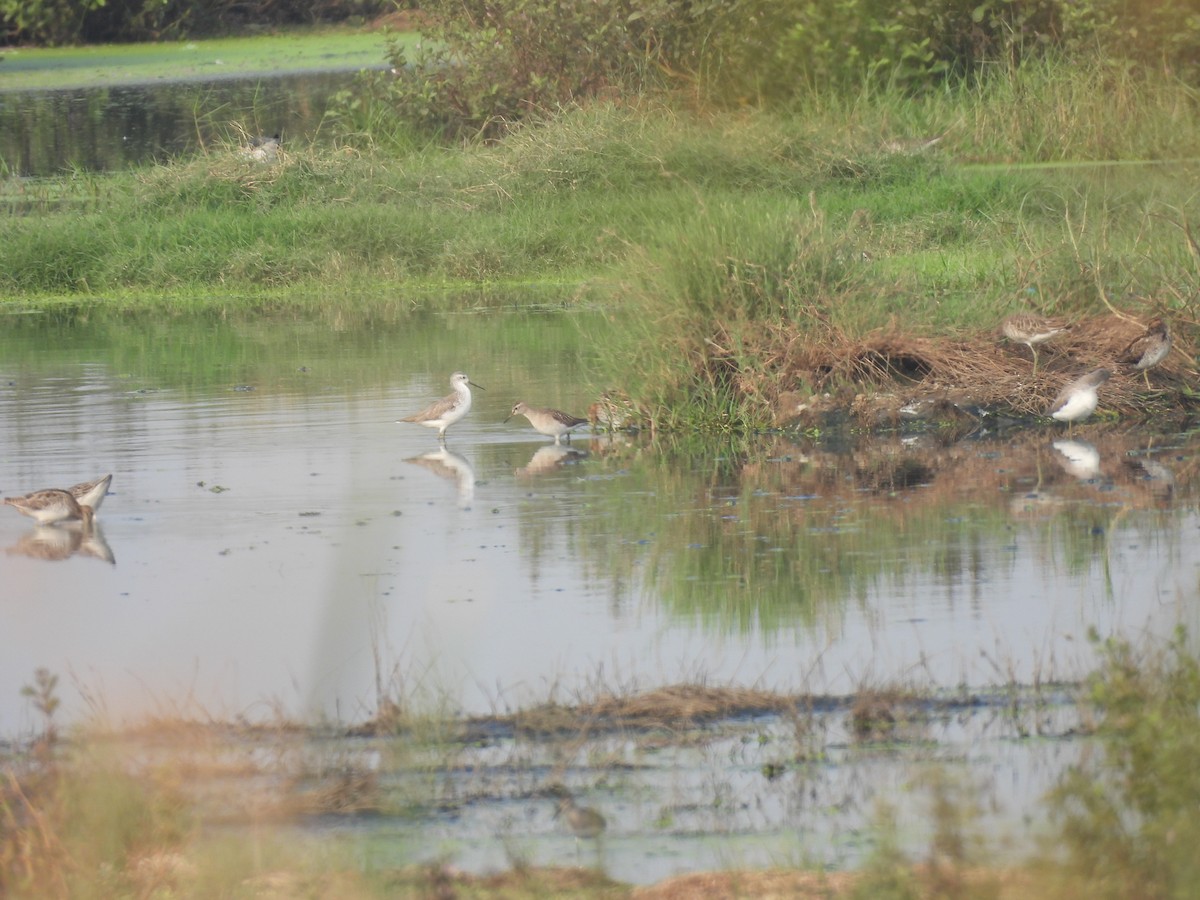 Marsh Sandpiper - ML646510566