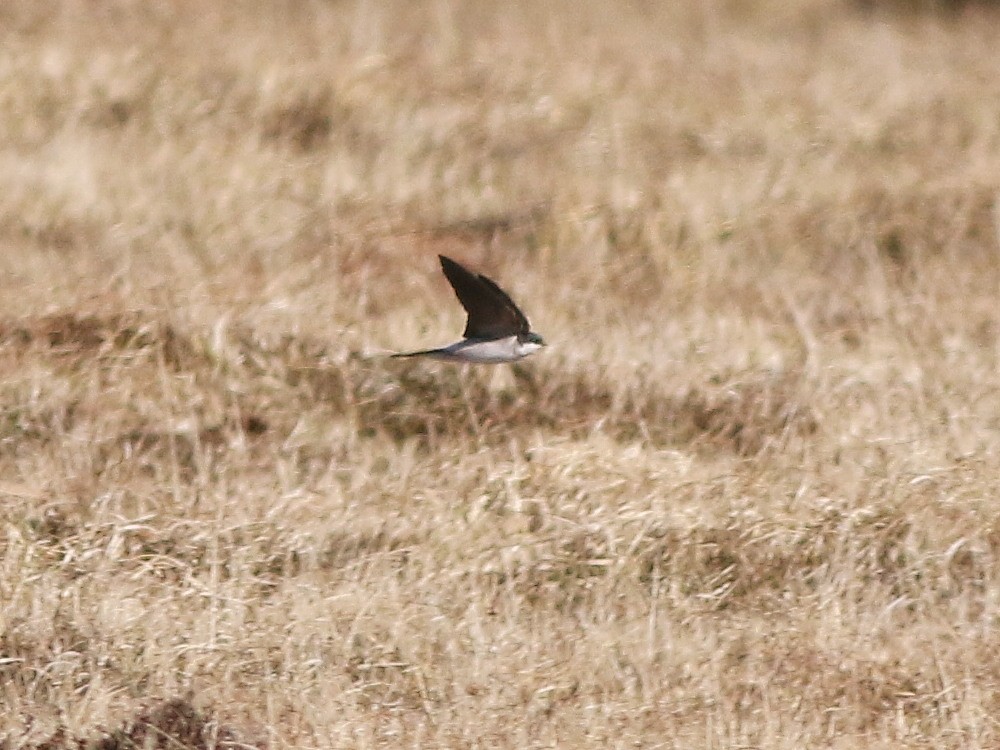 Balestruccio - ML646510571