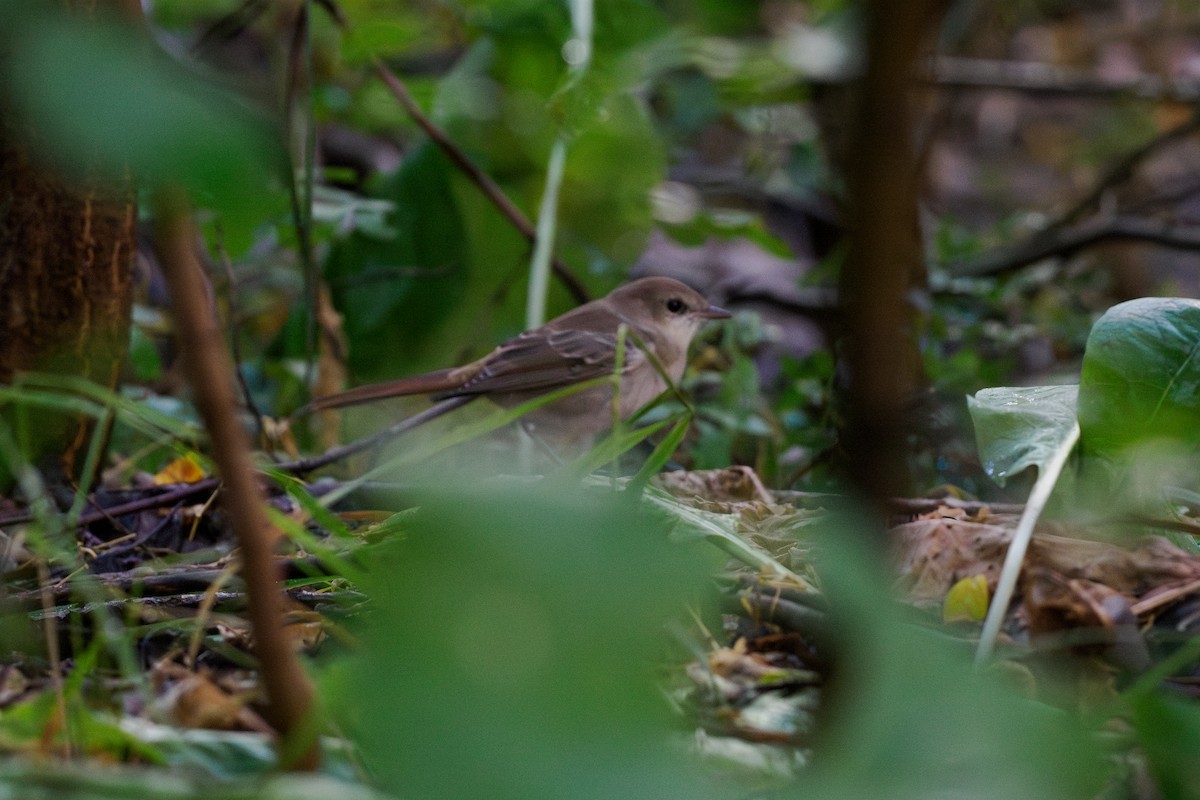 サヨナキドリ - ML646510572