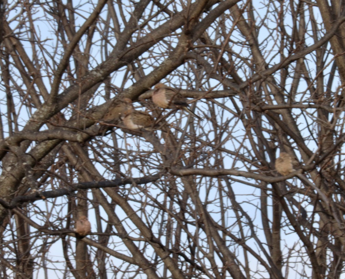 Mourning Dove - ML646510573