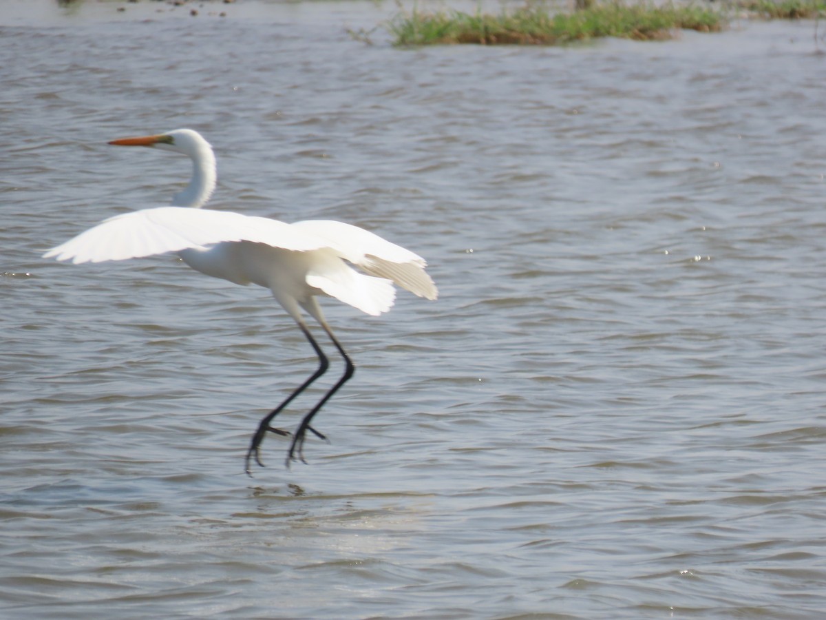 Airone bianco maggiore - ML646510576