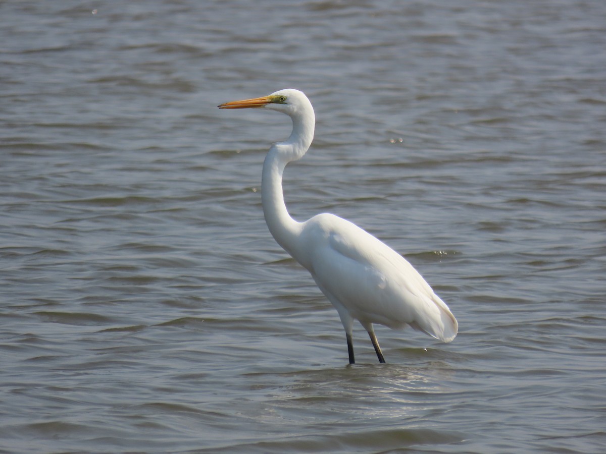 Airone bianco maggiore - ML646510577