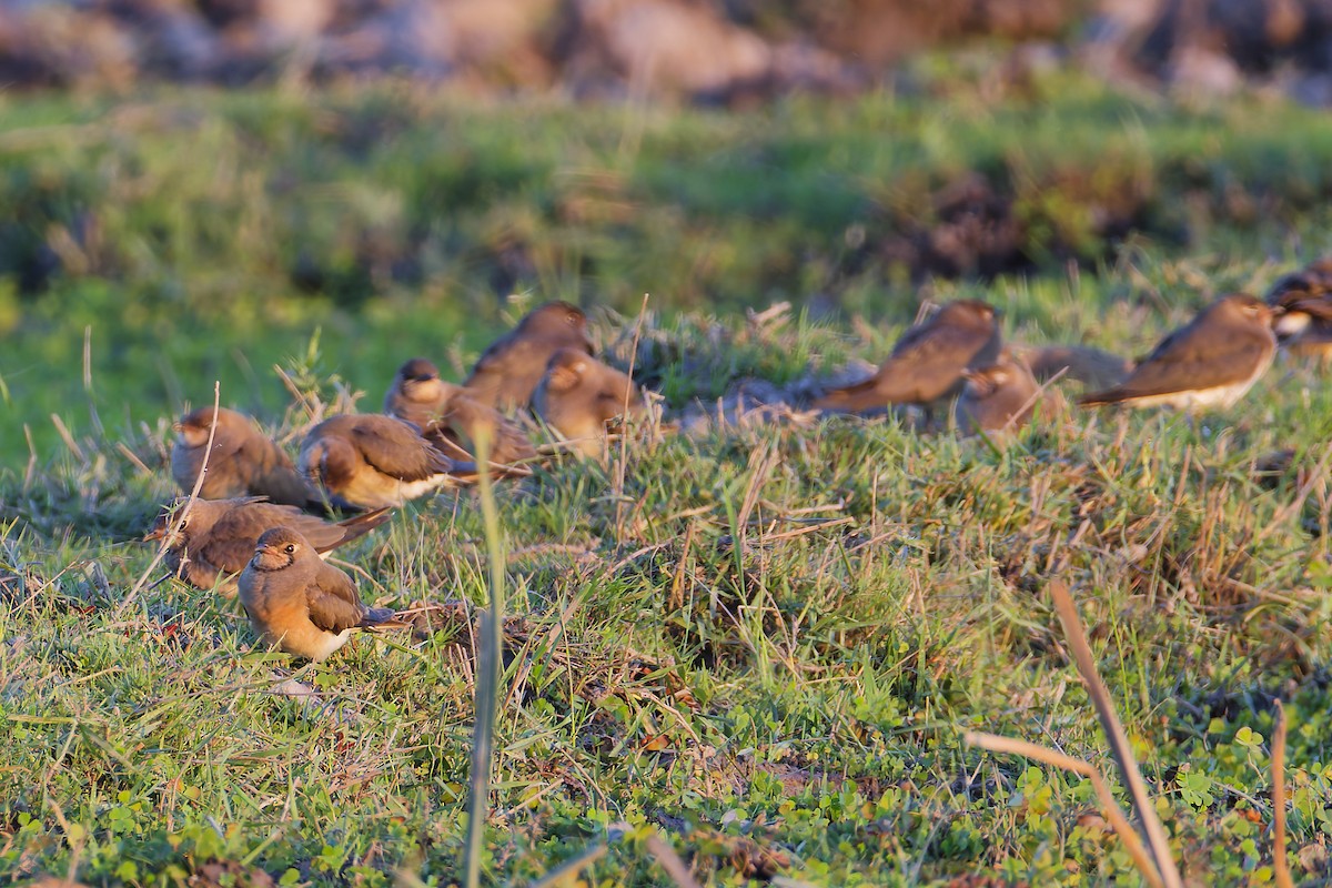 ツバメチドリ - ML646510582