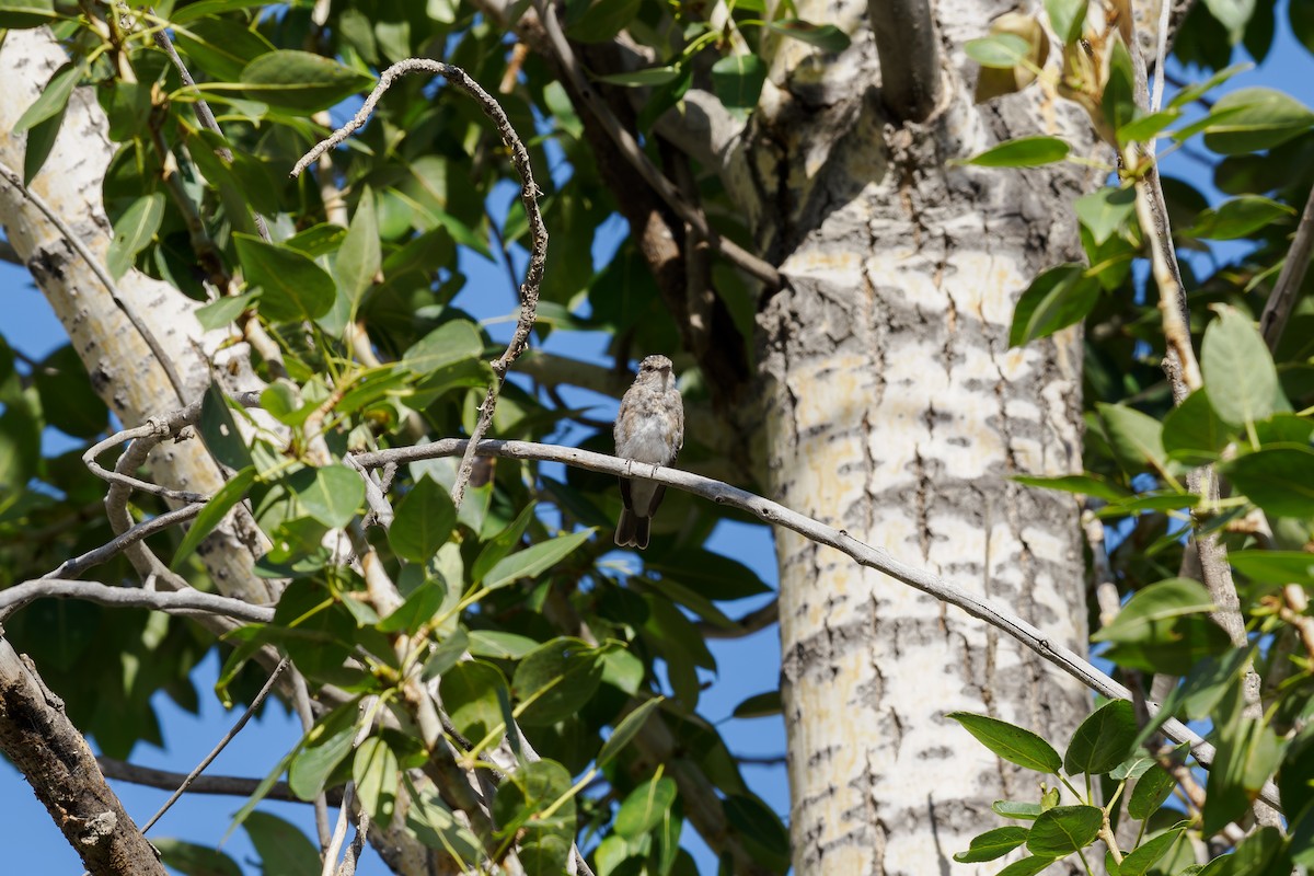 Spotted Flycatcher - ML646510583