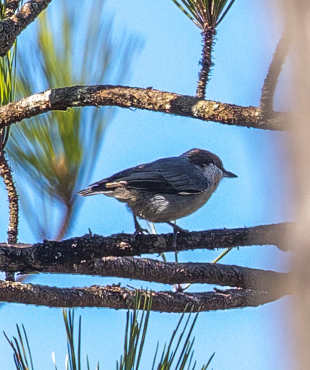 Sittelle à tête brune - ML646510584