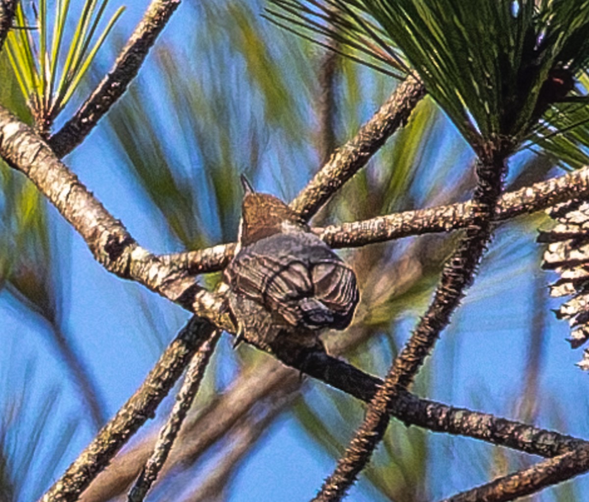 Sittelle à tête brune - ML646510585