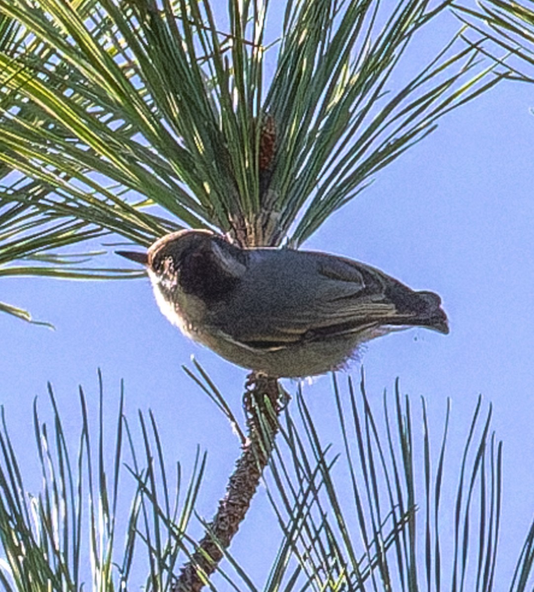 Sittelle à tête brune - ML646510586