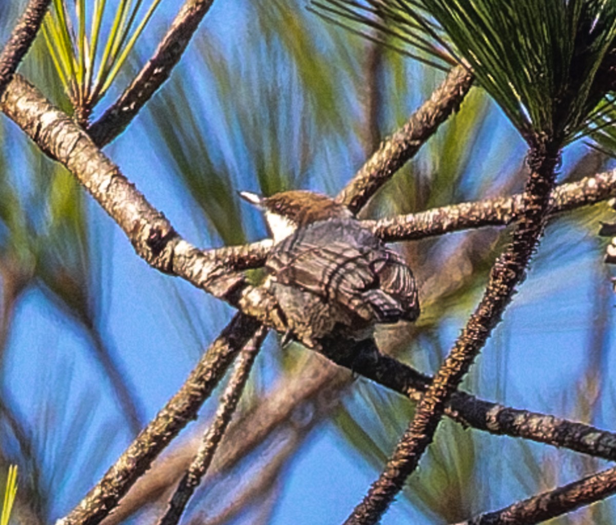 Sittelle à tête brune - ML646510587