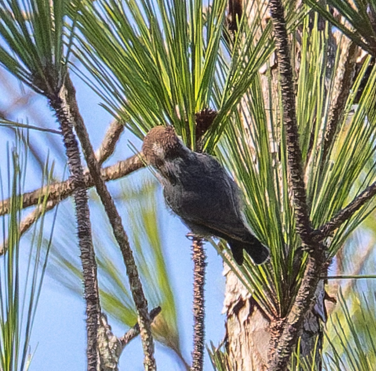Brown-headed Nuthatch - ML646510588