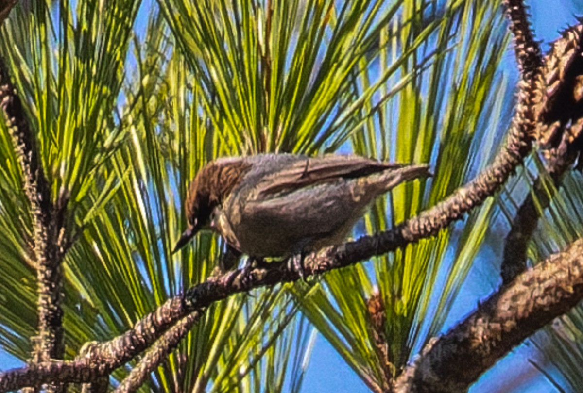 Sittelle à tête brune - ML646510589