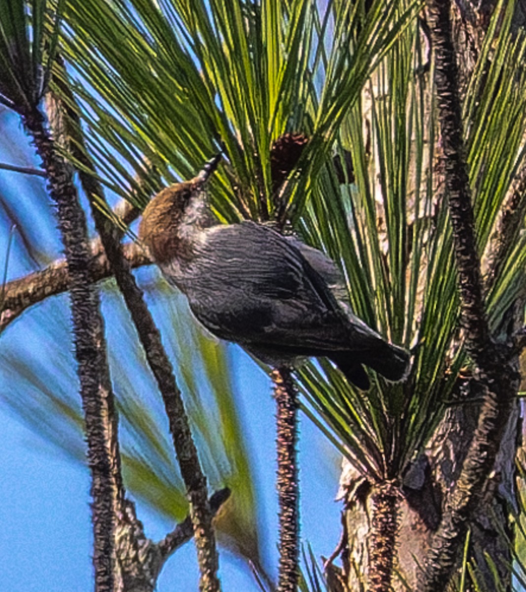 Sittelle à tête brune - ML646510590
