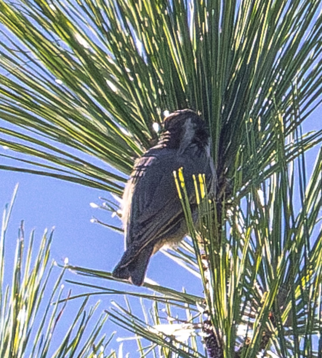 Sittelle à tête brune - ML646510591