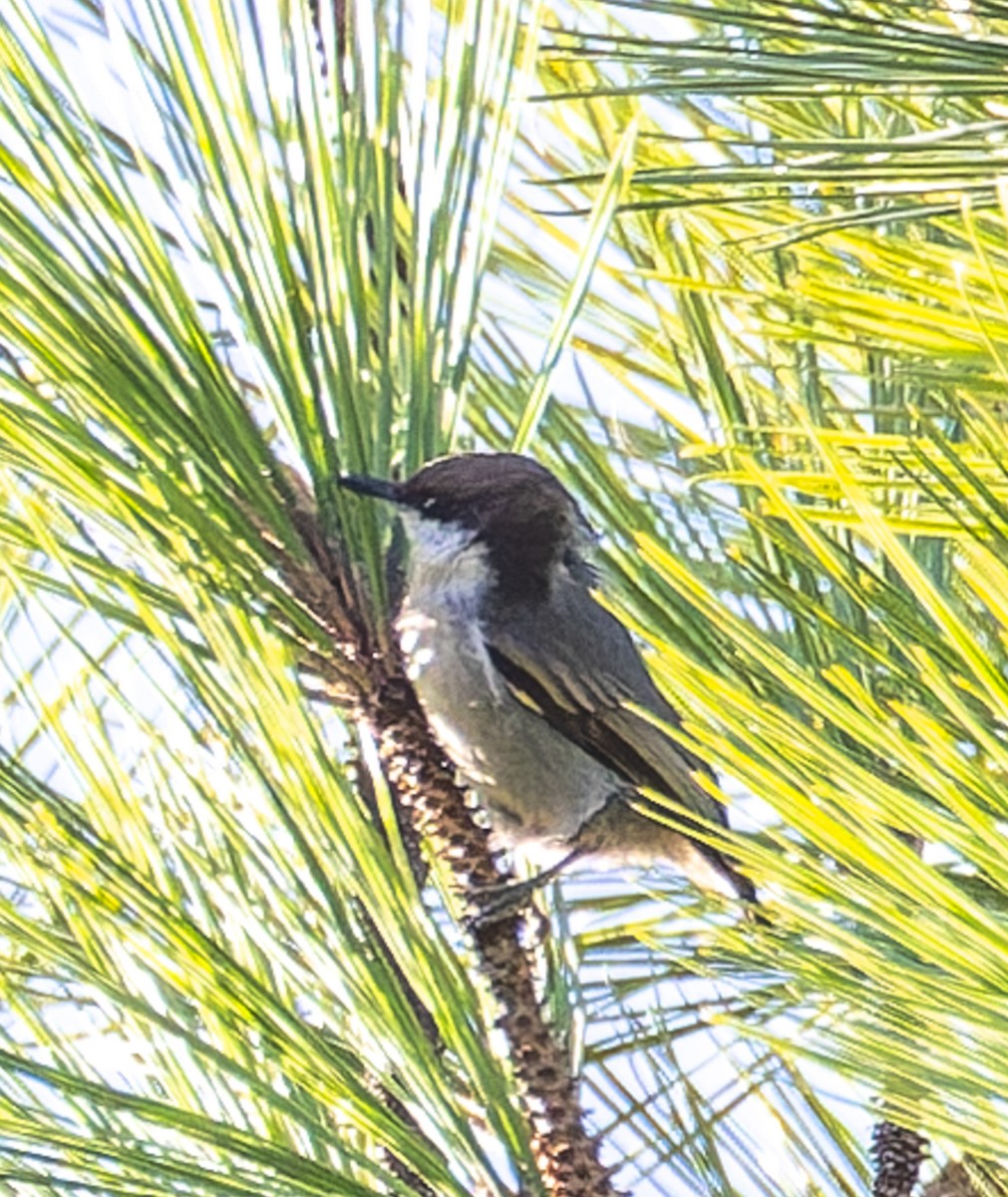 Sittelle à tête brune - ML646510592