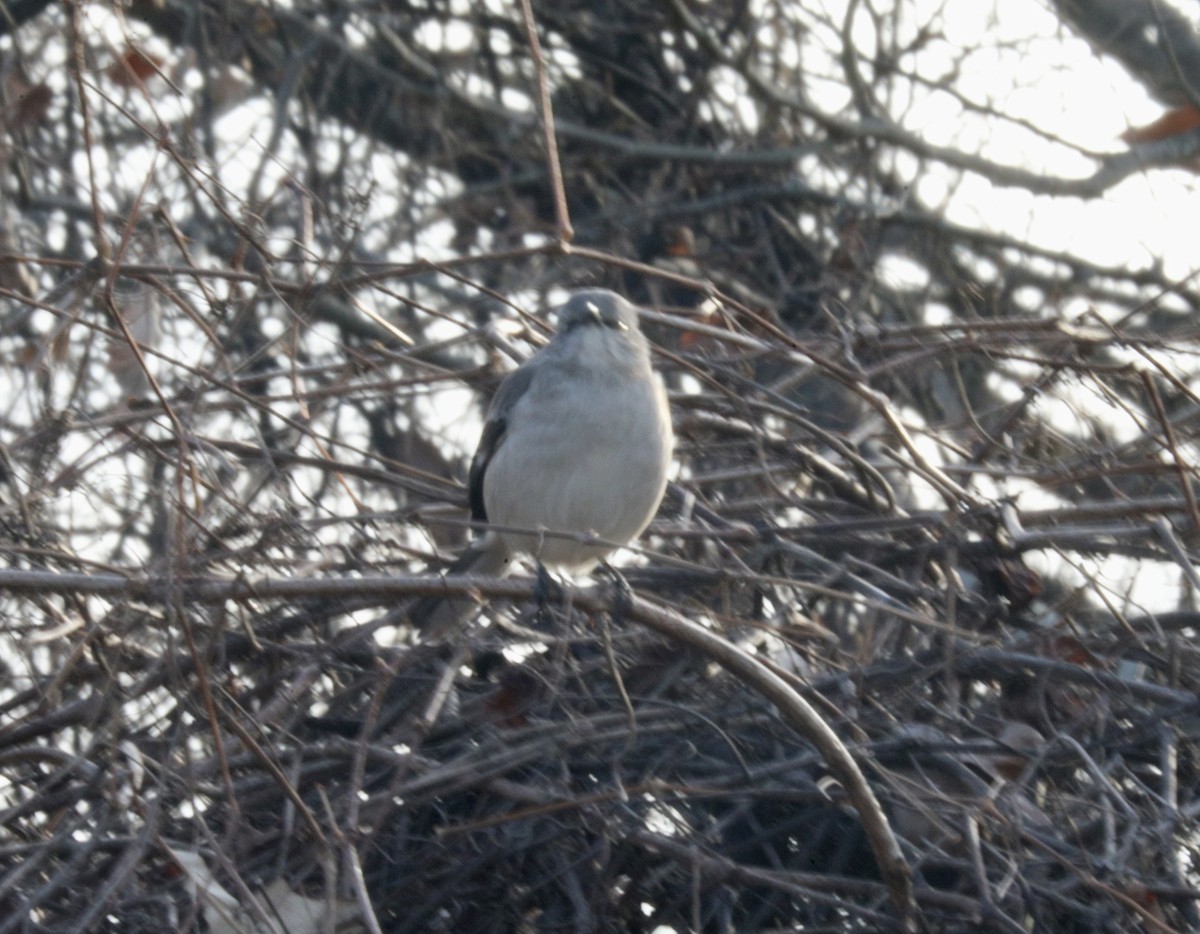Northern Mockingbird - ML646510593
