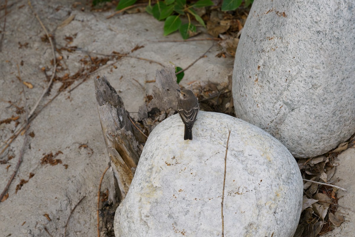Spotted Flycatcher - ML646510595