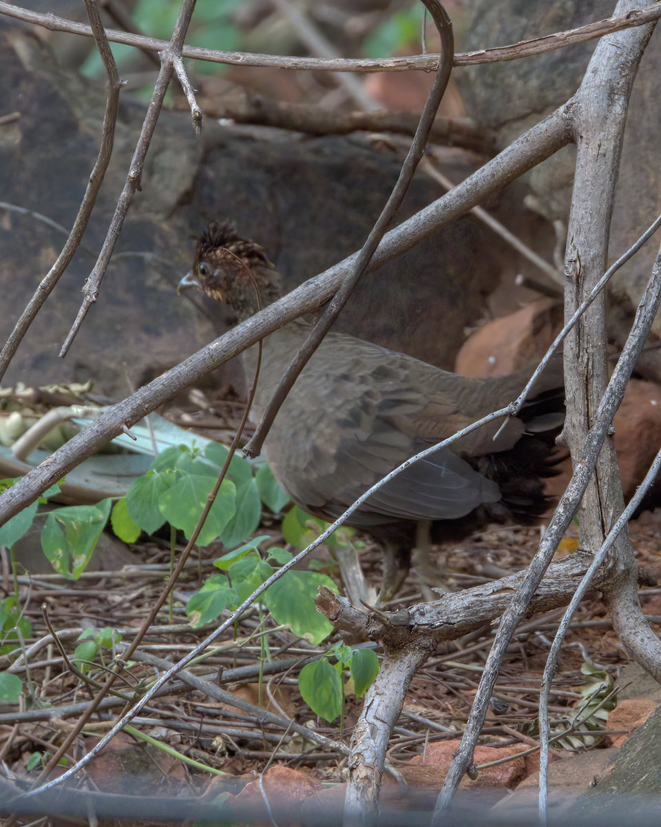 Painted Spurfowl - ML646510596