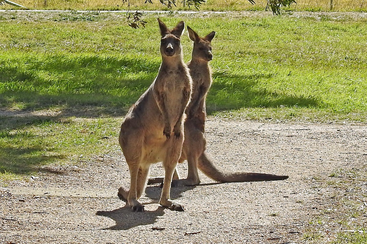 Eastern Grey Kangaroo - ML646510597