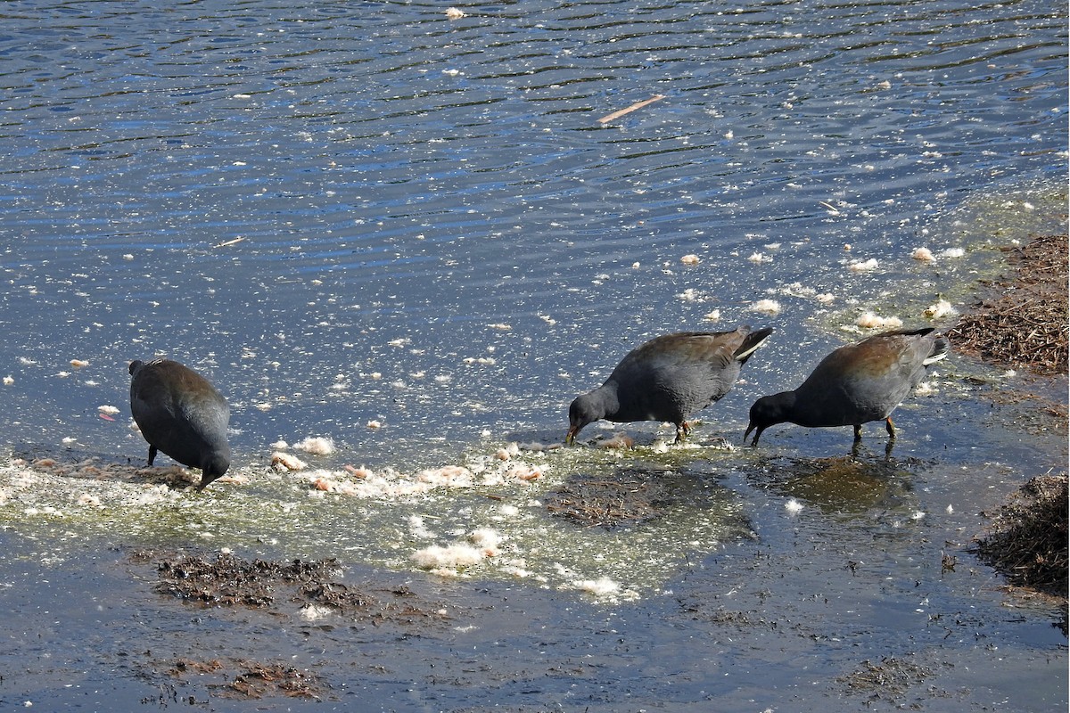 Dusky Moorhen - ML646510598