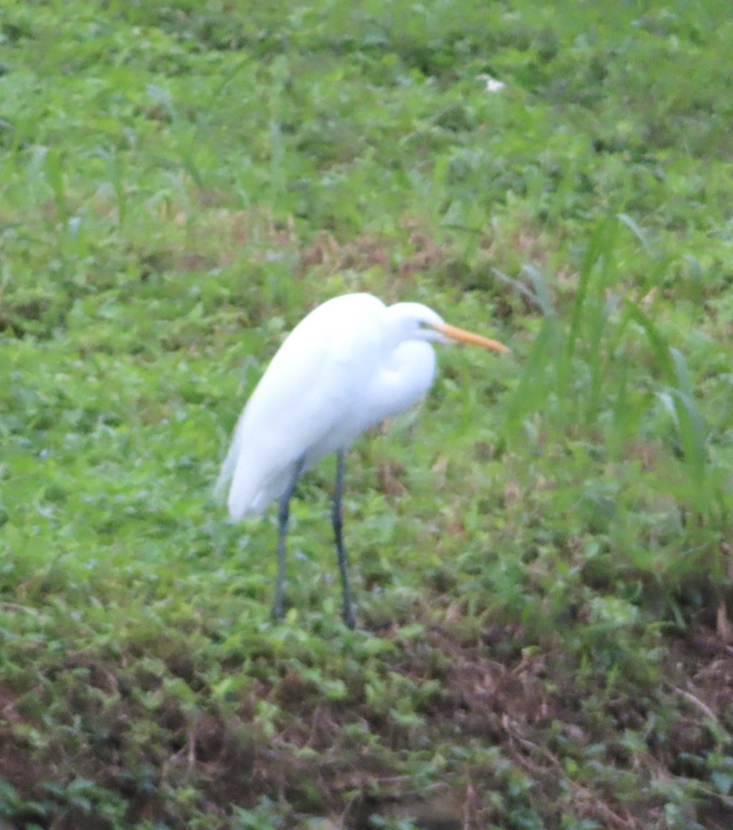 Чапля велика - ML646510604