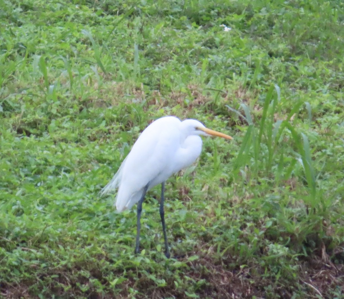 Чапля велика - ML646510606