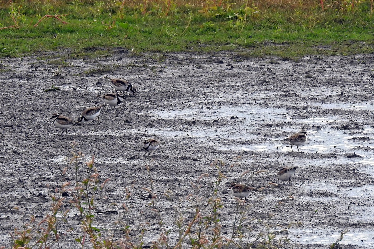 Black-fronted Dotterel - ML646510607