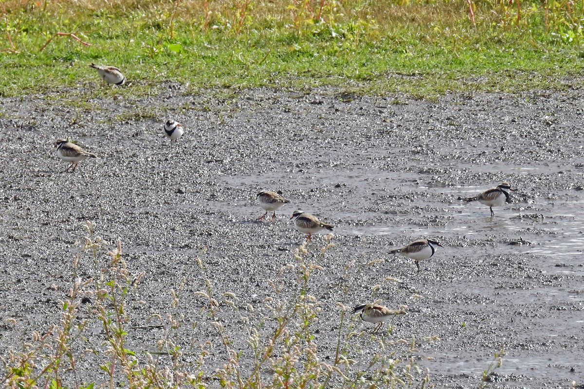 Black-fronted Dotterel - ML646510608