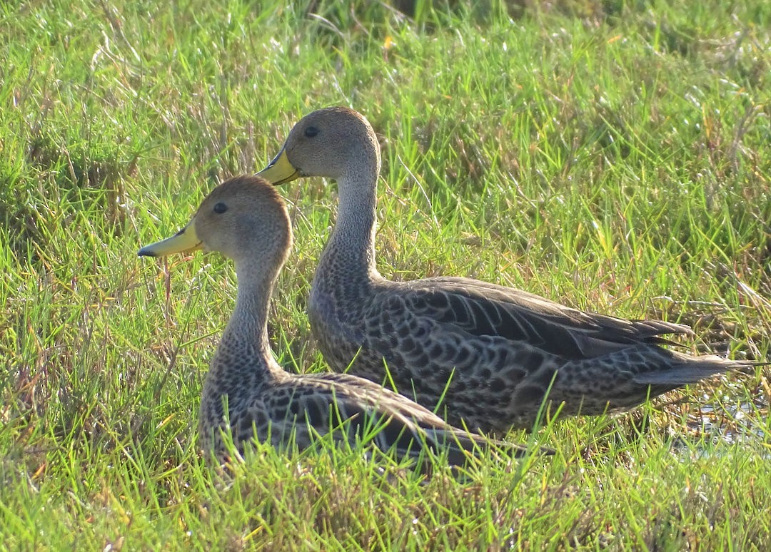 Желтоклювая шилохвость - ML646510609