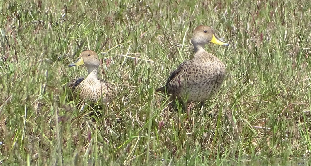 Желтоклювая шилохвость - ML646510610