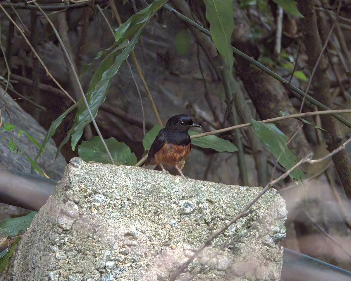 White-rumped Shama - ML646510611