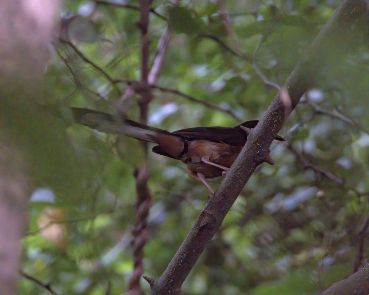 White-rumped Shama - ML646510612