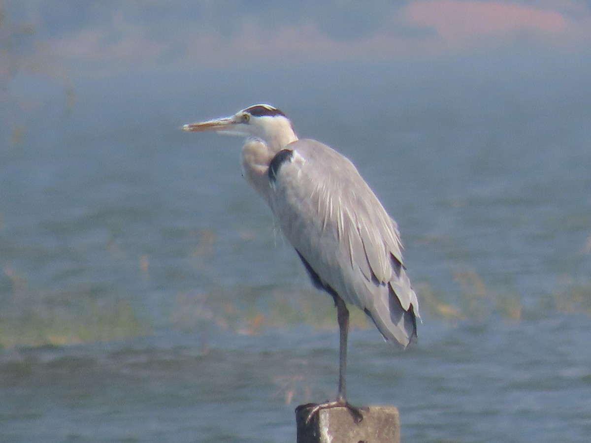 Airone cenerino - ML646510614