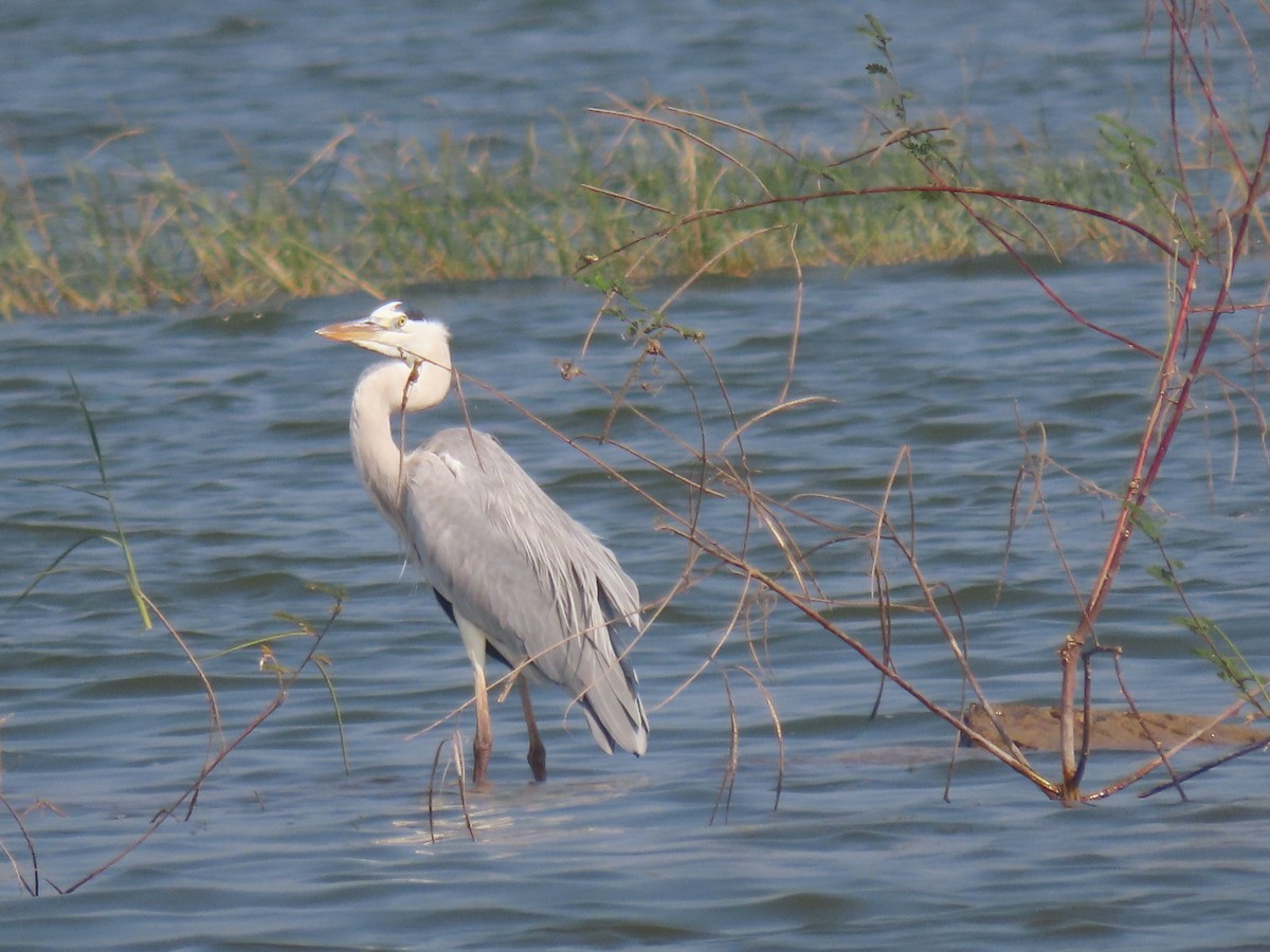 Airone cenerino - ML646510615