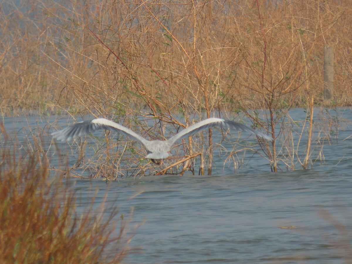 Airone cenerino - ML646510617