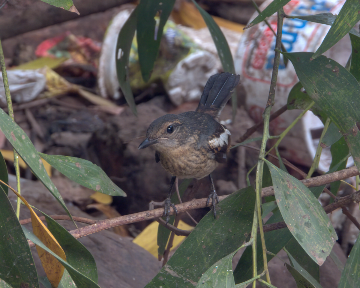 Oriental Magpie-Robin - ML646510618