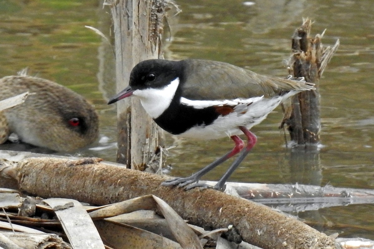 Red-kneed Dotterel - ML646510621