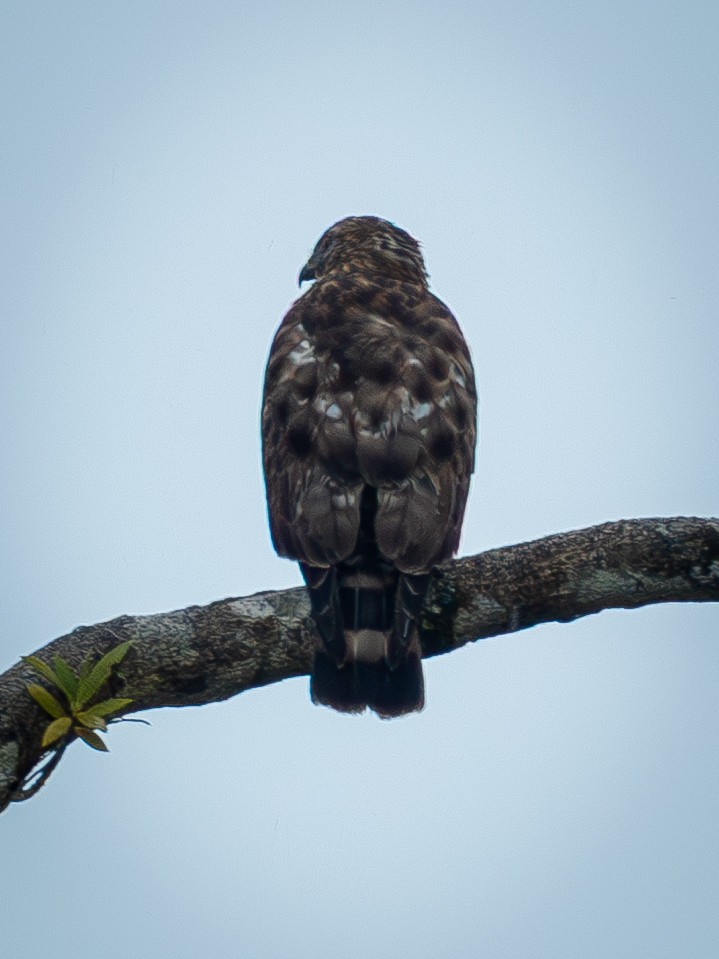 Broad-winged Hawk - ML646510623