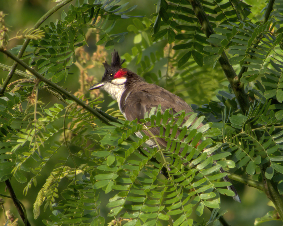 Red-whiskered Bulbul - ML646510633