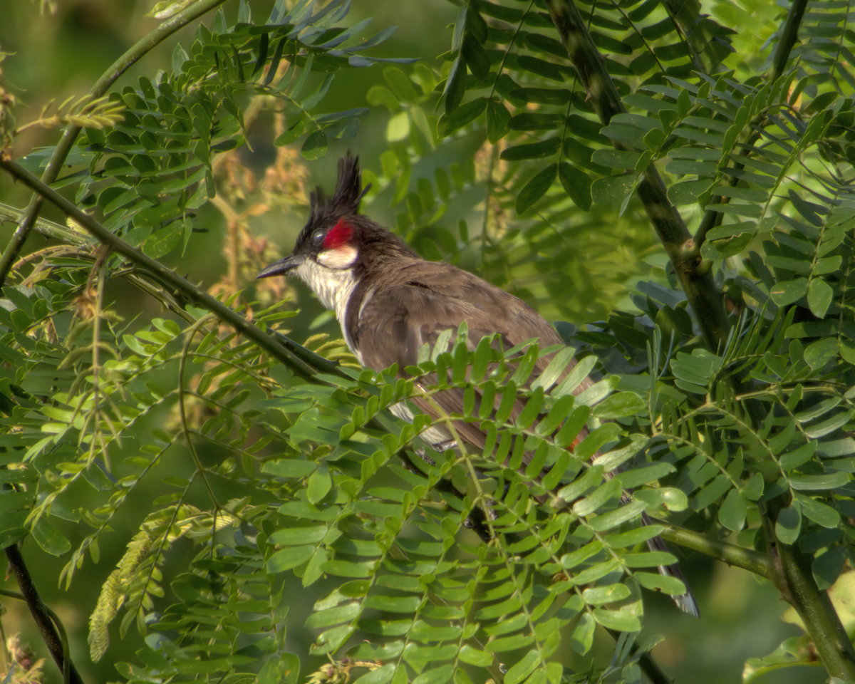 Red-whiskered Bulbul - ML646510634