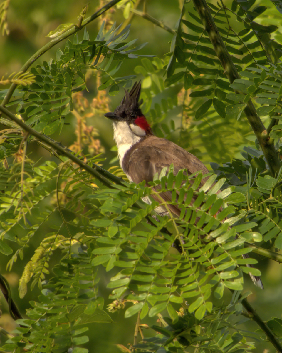 Red-whiskered Bulbul - ML646510635