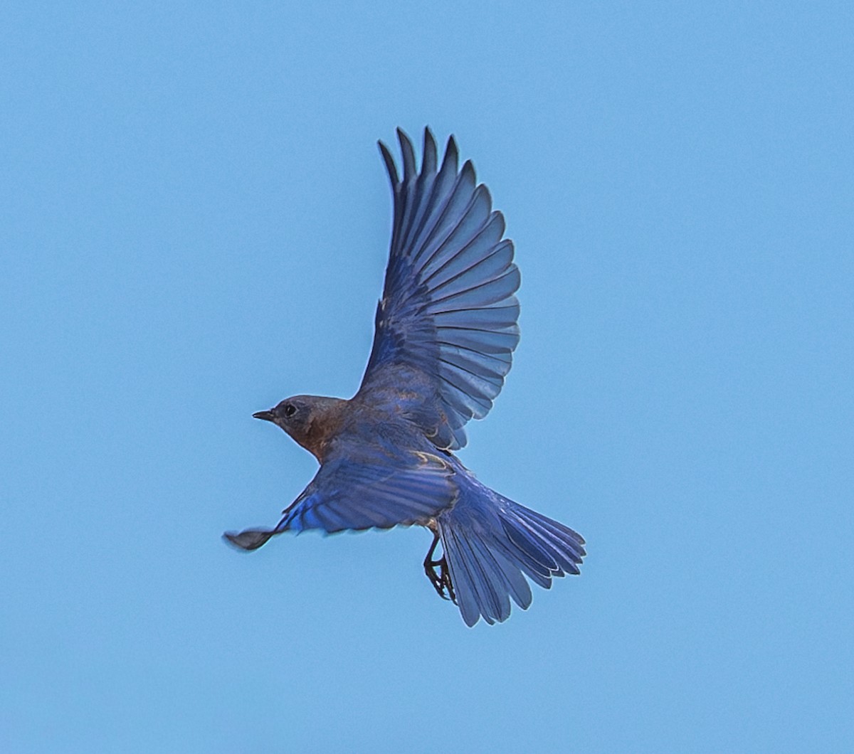 Eastern Bluebird - ML646510638