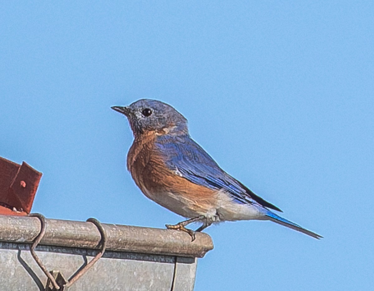 Eastern Bluebird - ML646510639