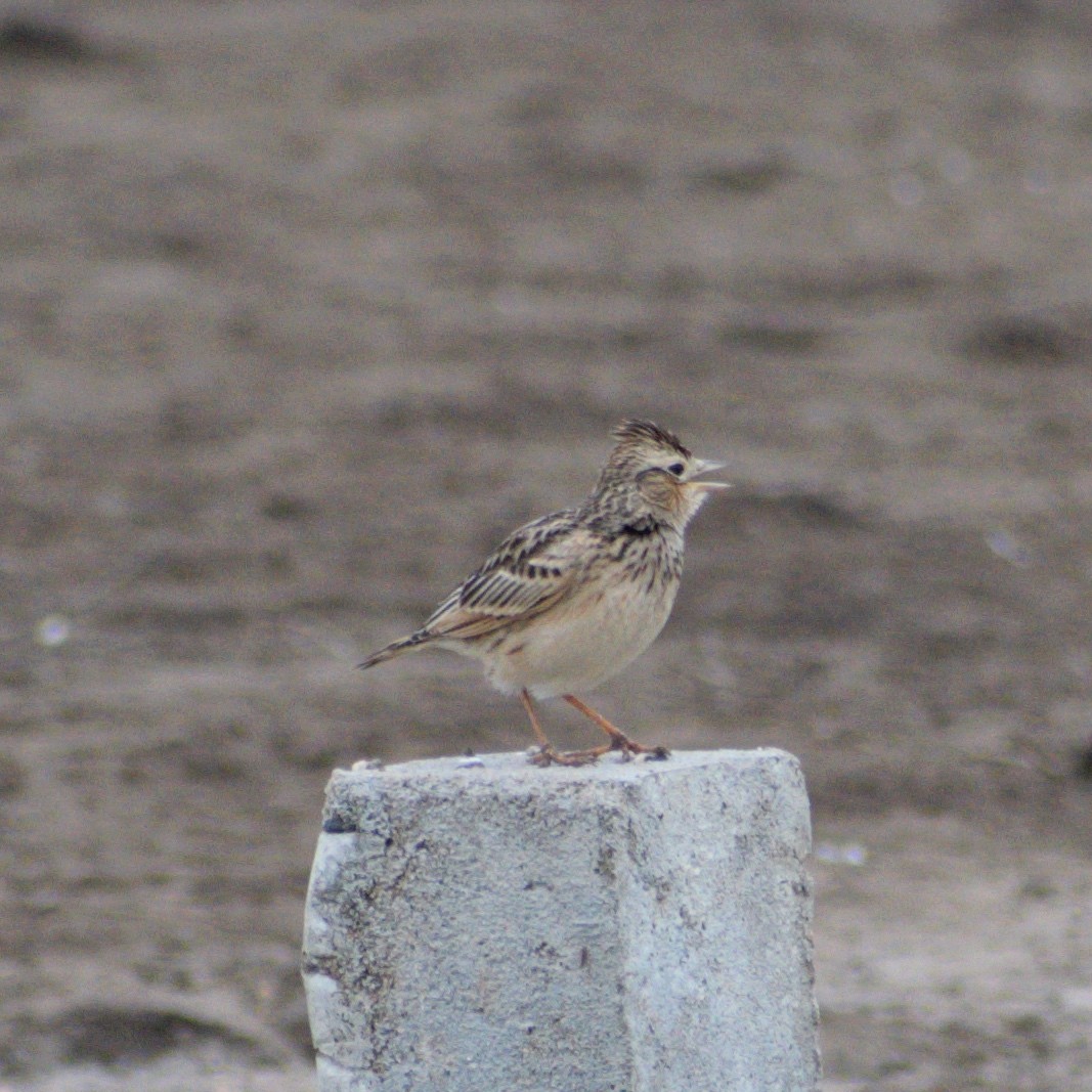 Oriental Skylark - ML646510640
